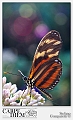 heliconius_passiflora_by_kompast-d3nb06b